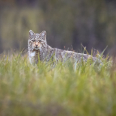 Felis silvestris