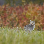 Felis silvestris