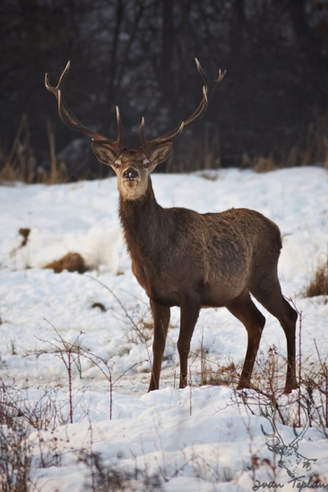Jeleň v zime