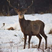 Jeleň v zime