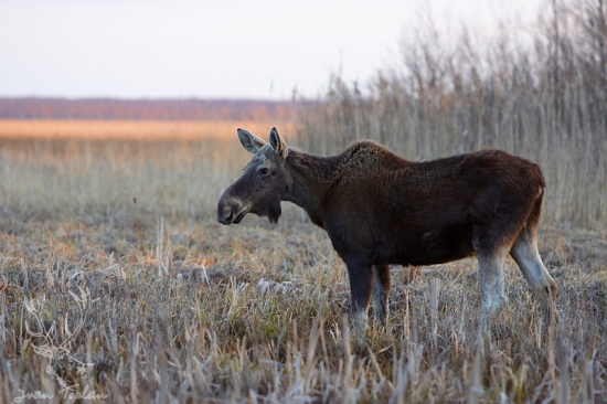 Los mokraďový (Alces alces)