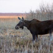 Los mokraďový (Alces alces)