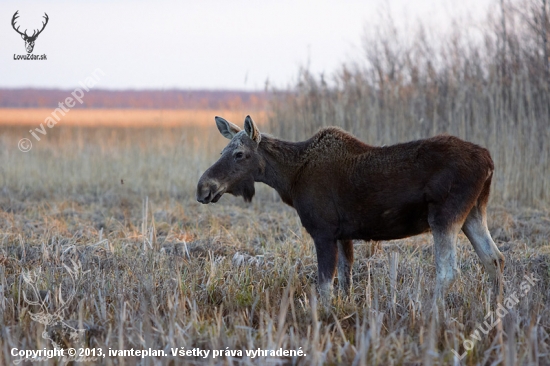 Los mokraďový (Alces alces)