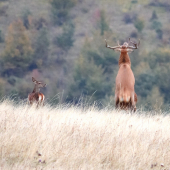 Jaj, to čo robíte?
