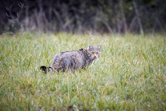 Toto je Mačka divá...