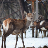 Keď sú všetci hladní