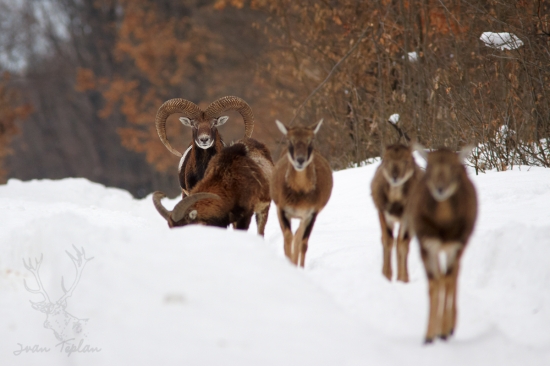 presne pred rokom---