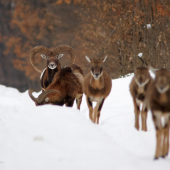 presne pred rokom---