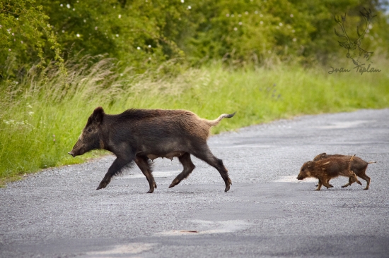 abbey road inak