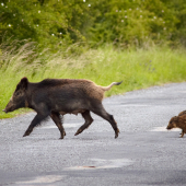 abbey road inak