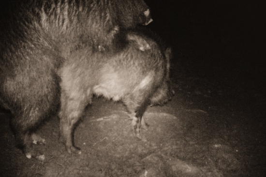 Párik