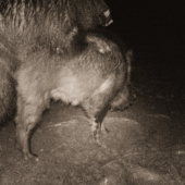 Párik