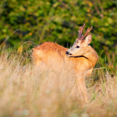 čas srnčí začína