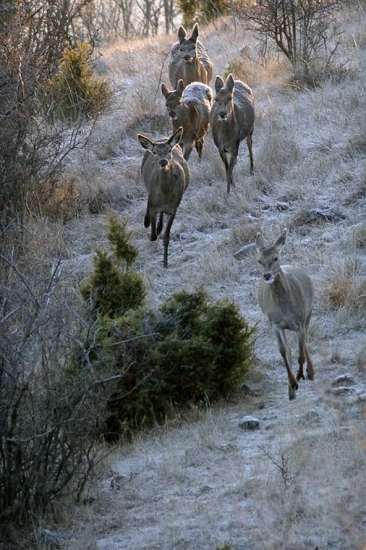 z cesty!  máme naponáhlo...