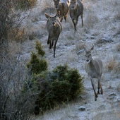 z cesty!  máme naponáhlo...