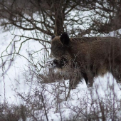 prišiel ako duch...