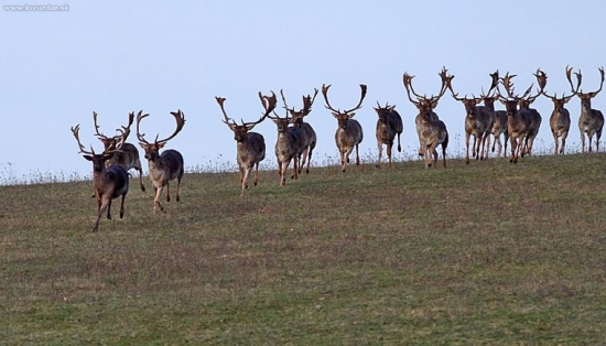 lopaty?..aké len chceš!