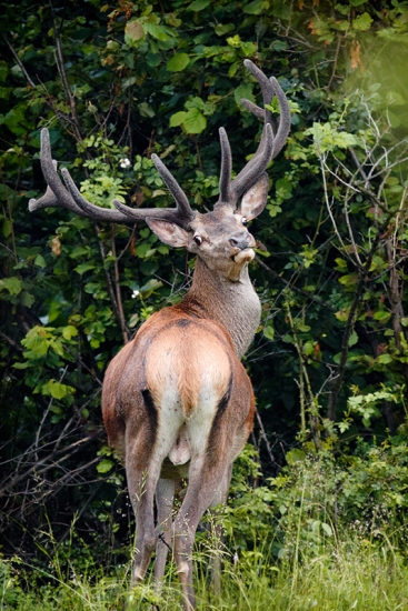 Skoro si krk vykrútil...