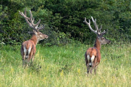 ...že by otec a syn ?