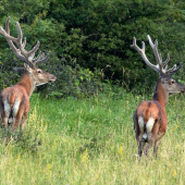 ...že by otec a syn ?