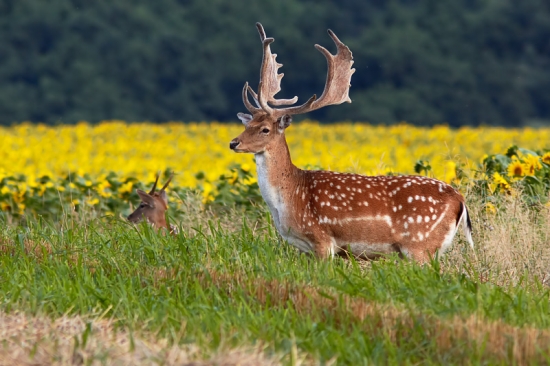 Daniel v letnom šate