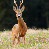 Testosterónový II.