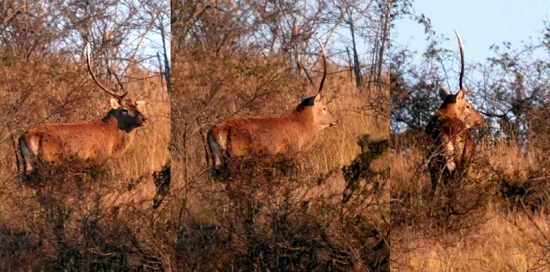 Škodník s jednou šablou