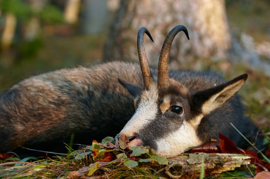 kamzík vrchovský alpský