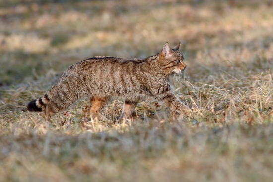 Mačka divá /Felis silvestris/