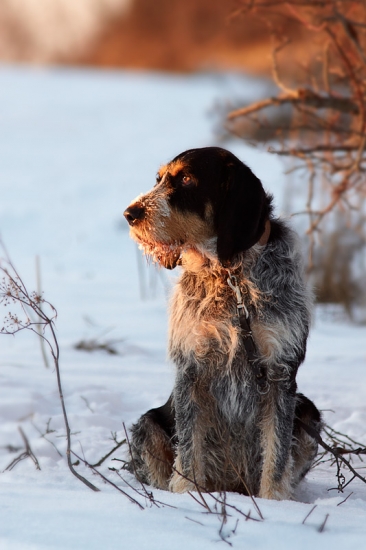 Môj verný spoločník