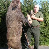 krušnohorský divočák