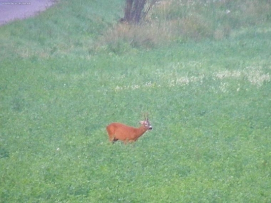 srnček