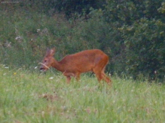 srnča