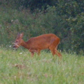 srnča