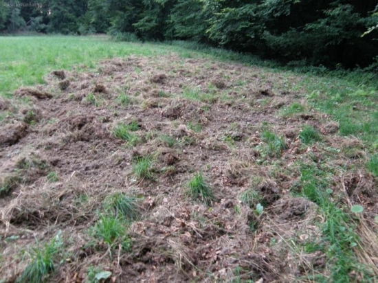 co zostalo po diviakoch