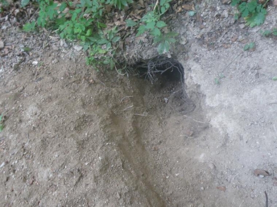 obyvana jazvečia nora