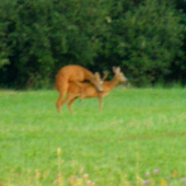 nič oc kvalita sry...ale pekny zažitok
