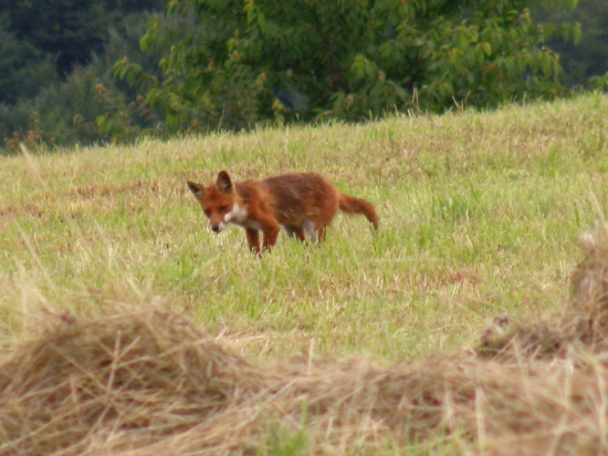 Vulpes vulpes