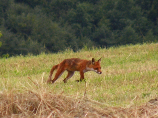 Vulpes vulpes II.