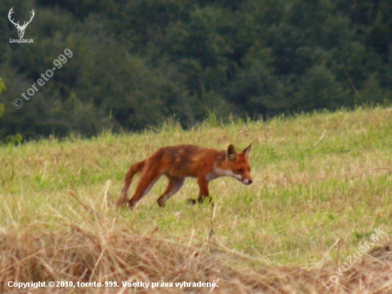 Vulpes vulpes II.