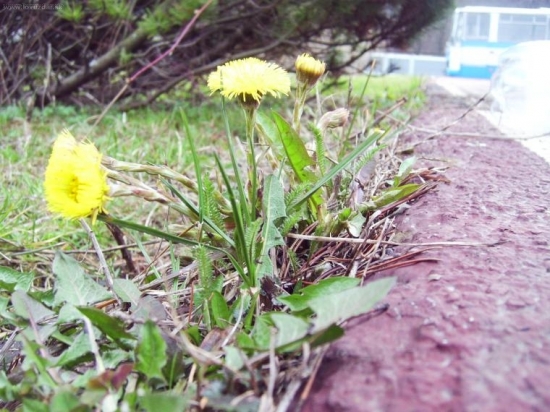 Podbel liečivy-Tusilago farfara