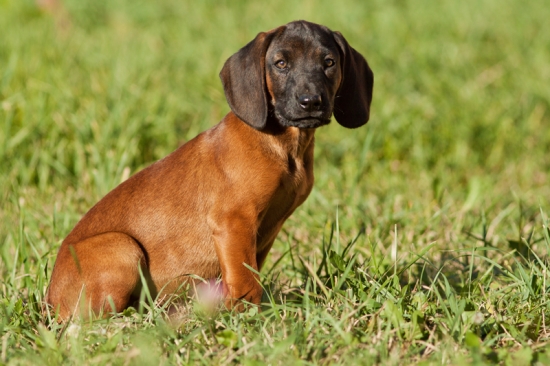 Dara Hrochotská dolina alias Lova