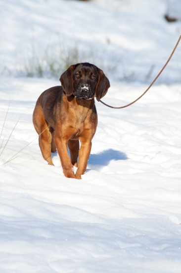 Lovka na dnešnej vychádzke