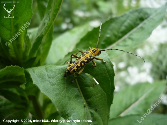 Saperda scalaris