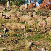 2 nádejné a 1 výrad