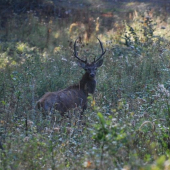 Výradový šesťtoráčik