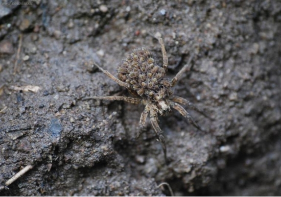 Pavúk s malými pavúkmi