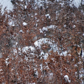 Prichytené pri čine