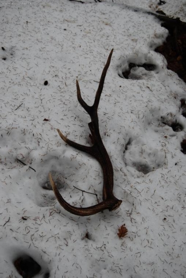 Na medveďom chodníku