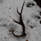 Na medveďom chodníku